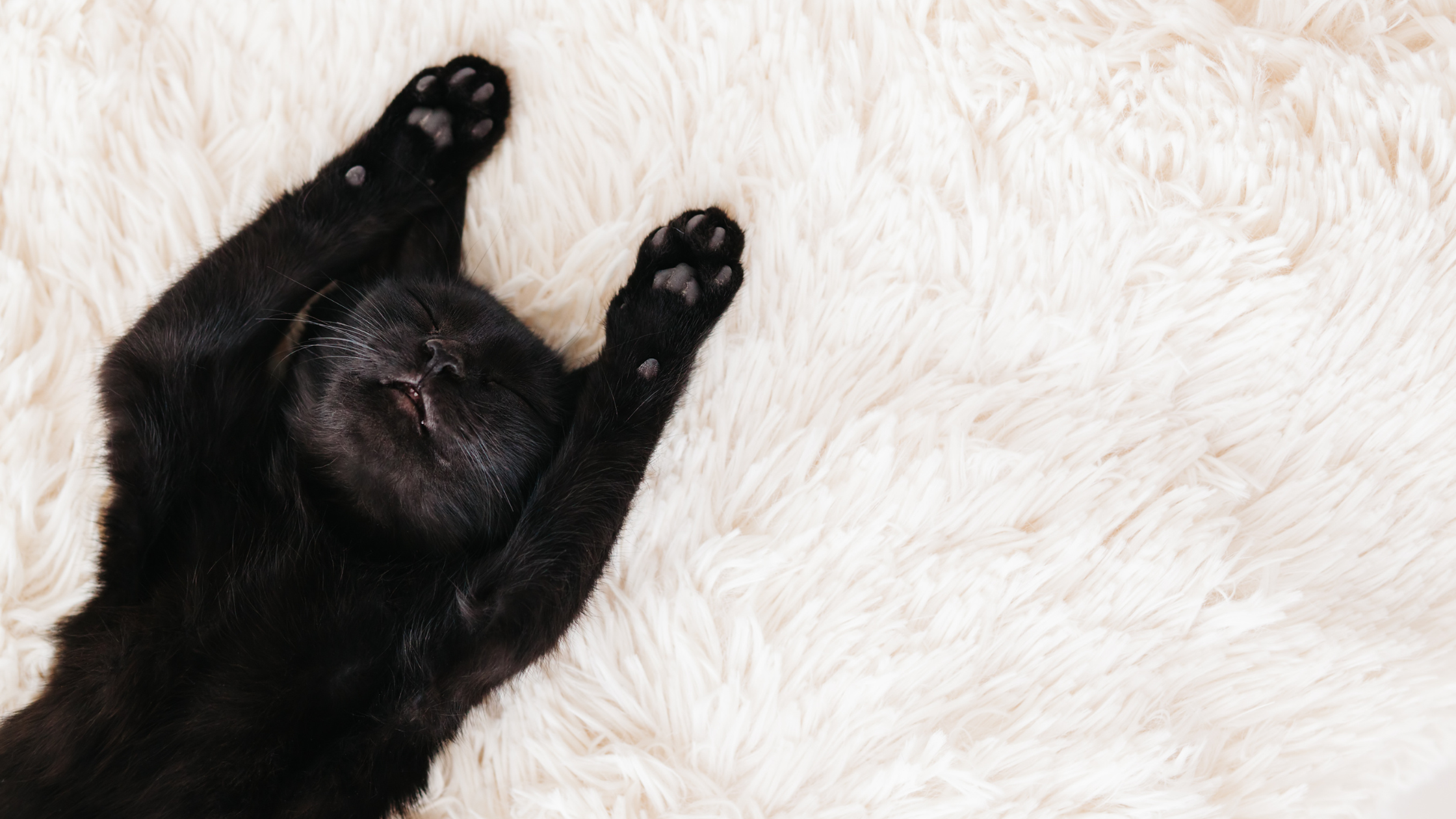 Pet-Proof Flooring - The Options Available and How to Choose Which is Best For Your Home