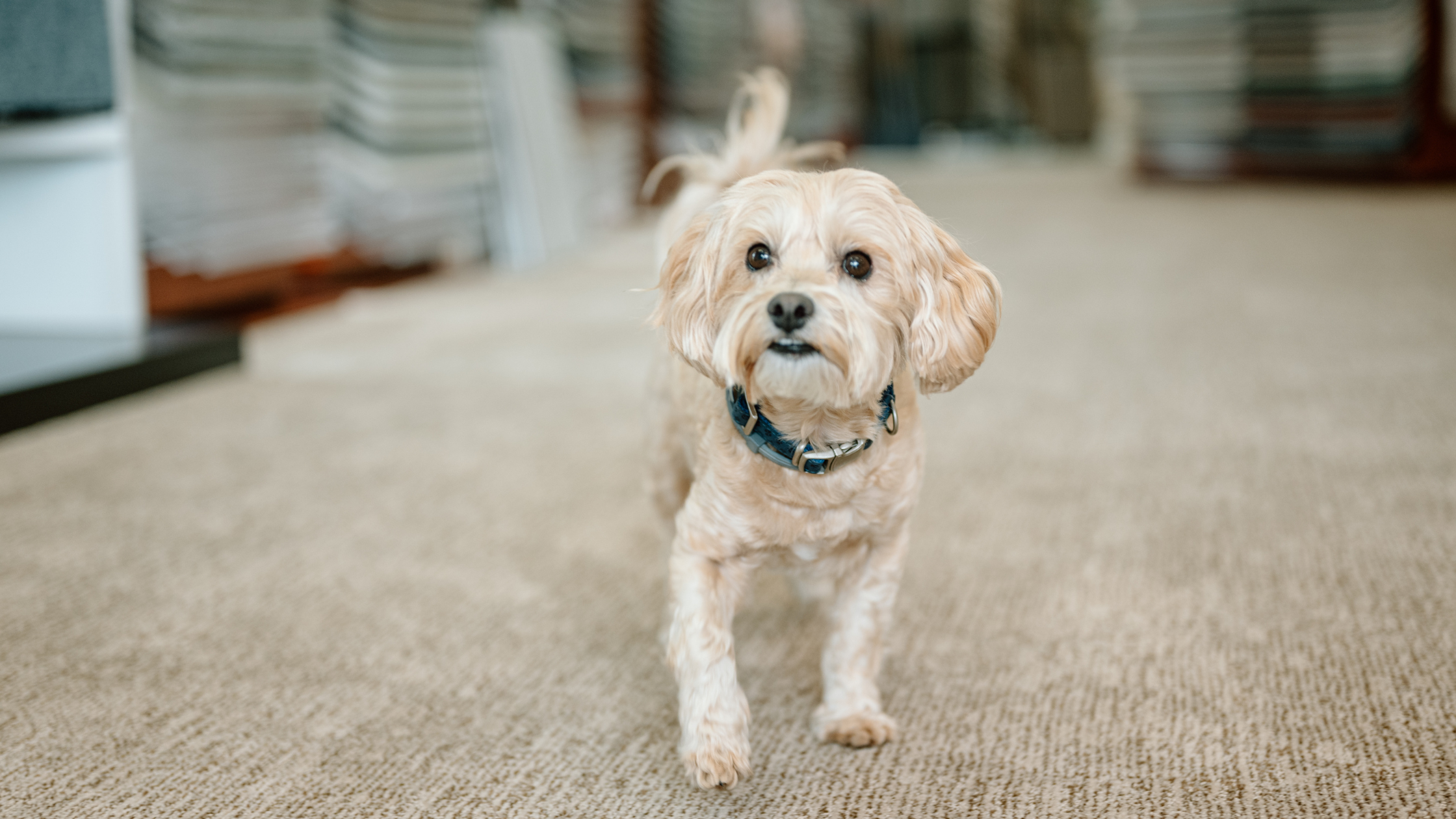 Are There Carpet Options Available for Pet-Owners?