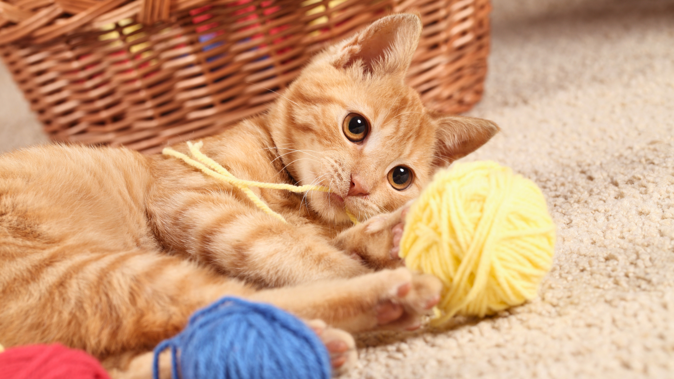 What Type of Carpet is Best for Pets?